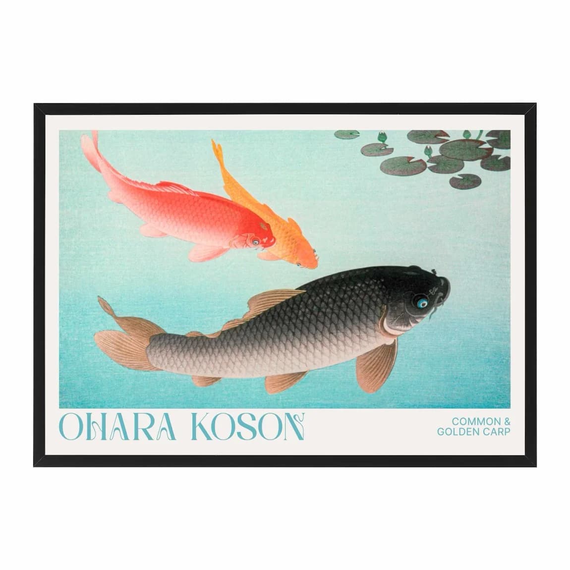 Common & Golden Carp