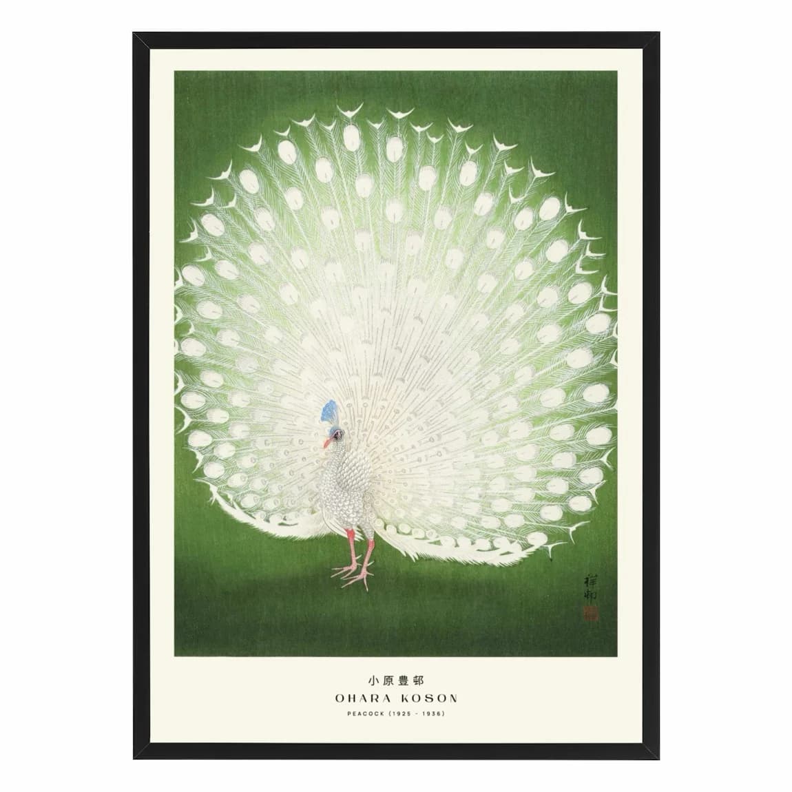 White Peacock