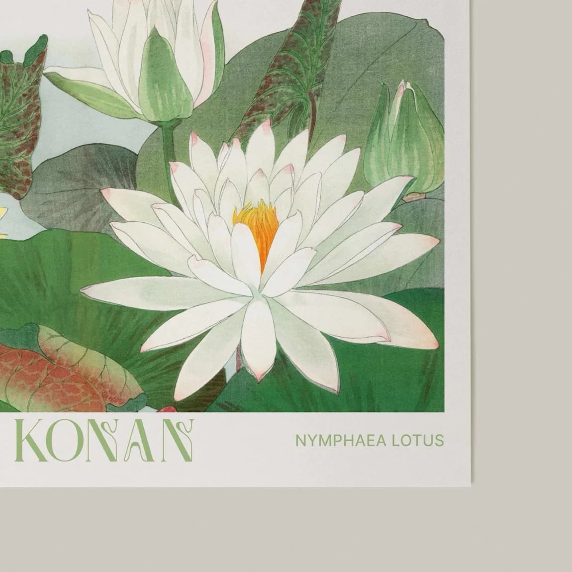 Nymphaea Lotus - product image