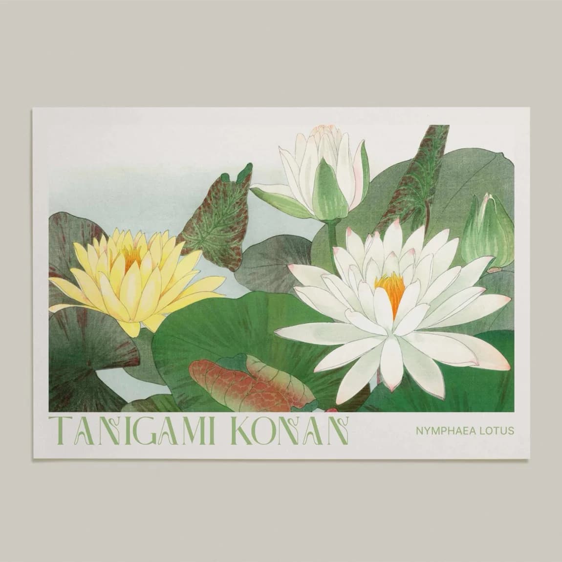 Nymphaea Lotus - product image