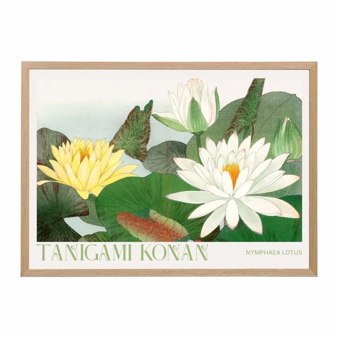Nymphaea Lotus - product image