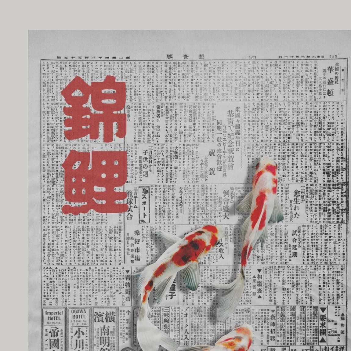 Nishikigoi Newspaper - product image